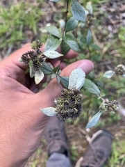 Pycnanthemum incanum