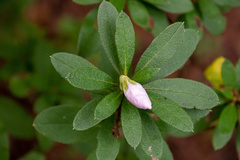 Rhododendron indicum