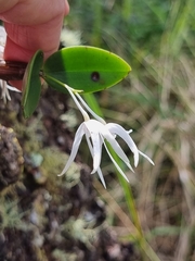 Dendrobium aemulum