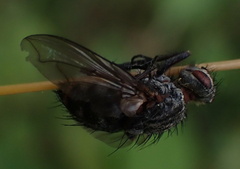 Entomophthorales