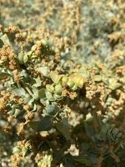 Atriplex lentiformis