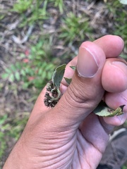 Pycnanthemum incanum