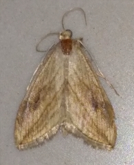 Evergestis forficalis