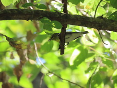 Vireo flavifrons