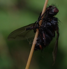 Entomophthorales
