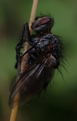 Entomophthorales