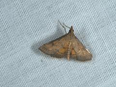 Pyraustinae