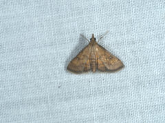 Pyraustinae