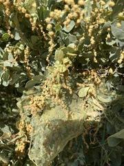 Atriplex lentiformis