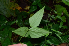 Vigna vexillata
