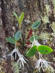 Dendrobium aemulum