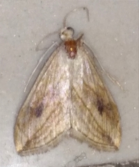 Evergestis forficalis