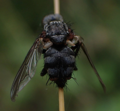 Entomophthorales