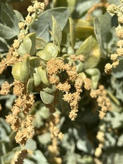 Atriplex lentiformis