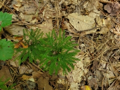 Dendrolycopodium