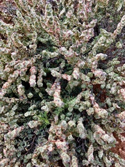 Maireana trichoptera