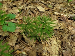Dendrolycopodium