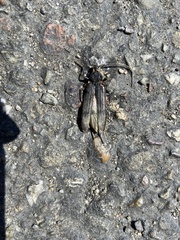 Cerambycidae