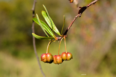 Sebastiania schottiana