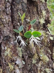 Dendrobium aemulum