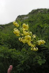 Lilium kesselringianum