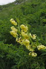 Lilium kesselringianum
