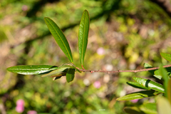 Sebastiania schottiana