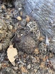 Callirhytis apicalis