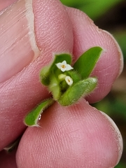 Pimelea altior