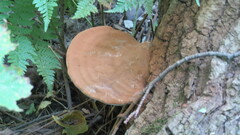 Ganoderma