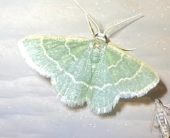 Chlorochlamys phyllinaria