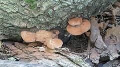 Ganoderma
