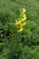Lilium kesselringianum