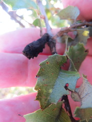 Heteroecus melanoderma