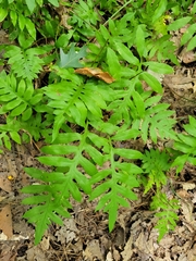 Woodwardia areolata