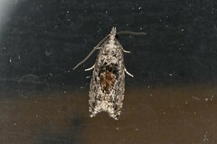 Epinotia nisella