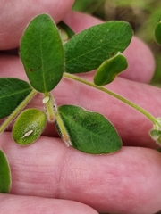 Pimelea altior