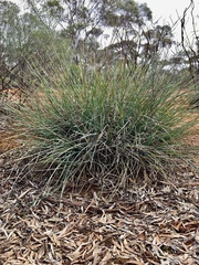 Lomandra effusa