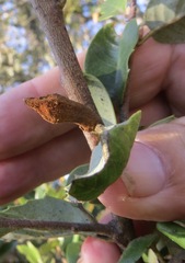 Heteroecus melanoderma