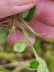 Pimelea altior