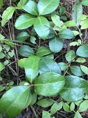 Gaultheria procumbens image