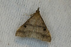 Renia flavipunctalis