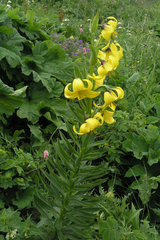 Lilium kesselringianum