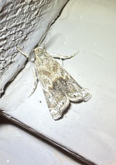 Euzophera semifuneralis