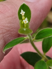 Pimelea altior