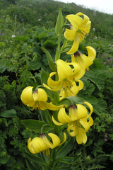 Lilium kesselringianum