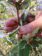 Heteroecus melanoderma