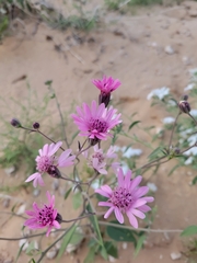 Palafoxia sphacelata