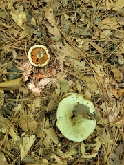 Lactifluus piperatus