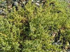 Suaeda maritima